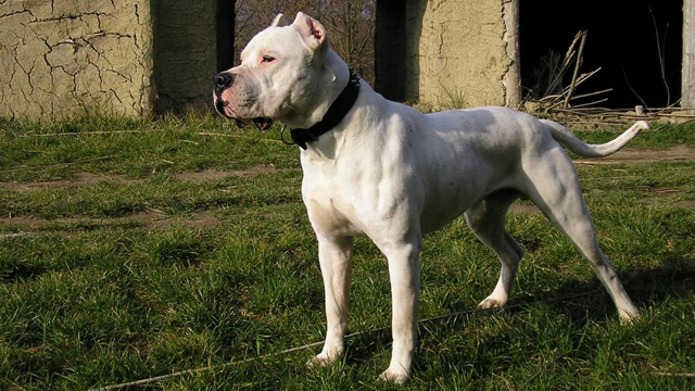 Dogo Argentino: The Dogo Argentino is a large, white, muscular dog that was developed in Argentina primarily for the purpose of big-game hunting, including wild boar and puma. Though extremely strong and athletic, the Dogo was bred to be non-aggressive towards humans. Nevertheless, it is illegal to own a Dogo in the United Kingdom under their Dangerous Dogs Act of 1991.