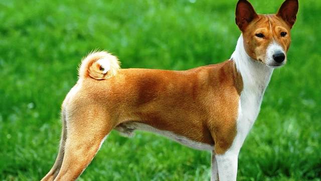 Basenji: A breed of hunting dog that originated from Central Africa, they have been classified as a sight hound. They exhibit alertness, curiosity and affection, though they are reserved with strangers. They are the 2nd least trainable of all dog breeds.