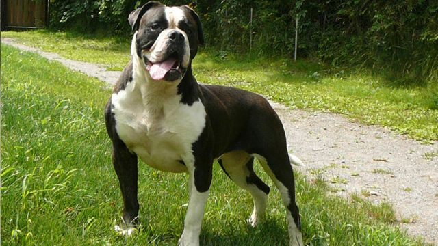 johnsons american bulldog black and white