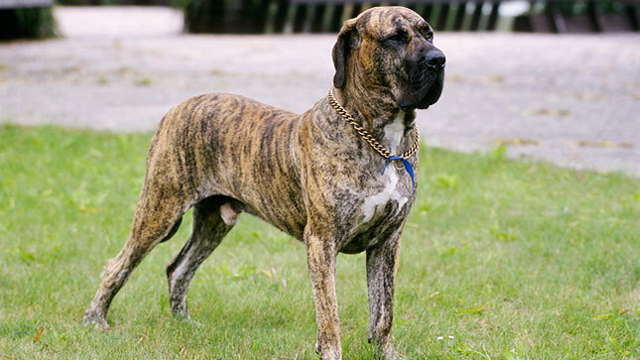 Fila Brasileiro: The Fila Brasileiro (also known as the Brazilian Mastiff) is a large dog developed in Brazil. It has great tracking abilities but is an aggressive and impetuous dog. Owing to its size, temperament and potential for aggression, the Brazilian Mastiff has been banned in many countries.