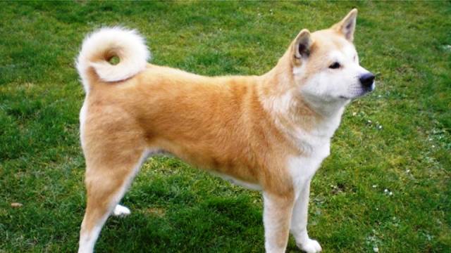 dog with curved tail