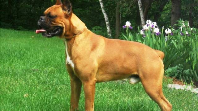 25 dangerous dog breeds