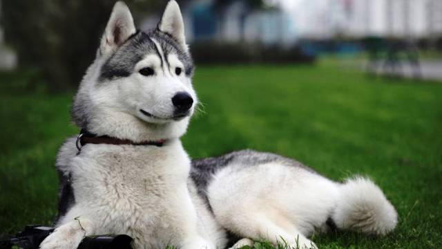 Huskies: Used to pull sleds in the northern regions and differentiated for their fast pulling style, they were also utilized for racing and adventure trekking. However, they can be dangerous to smaller animals due to their strong predator instinct and are known for being destructive if they are bored.