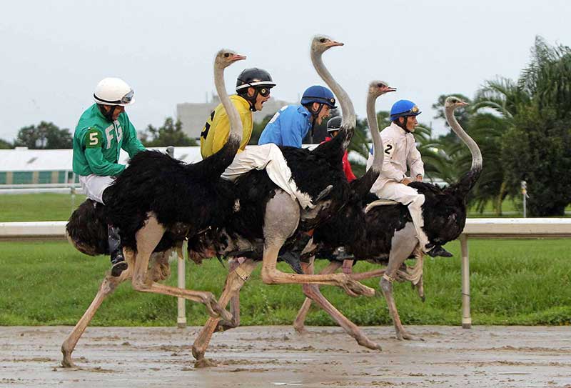 Ostrich Racing-Ostrich race in 1933 in The Netherlands ... 1892; it and its races became one of the most famous early attractions in the history of Florida.