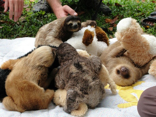 sloth pile