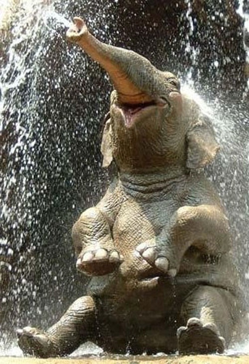 elephant taking a shower