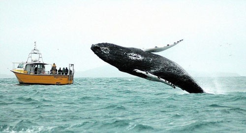 whale watching in ireland