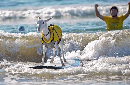 surfing goats