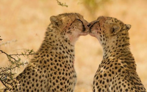 cheetah kiss baby cheetah