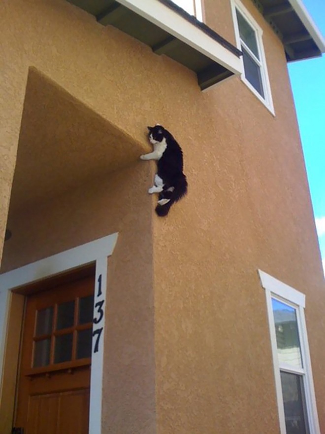 Ninja Cats Popping Up Everywhere!