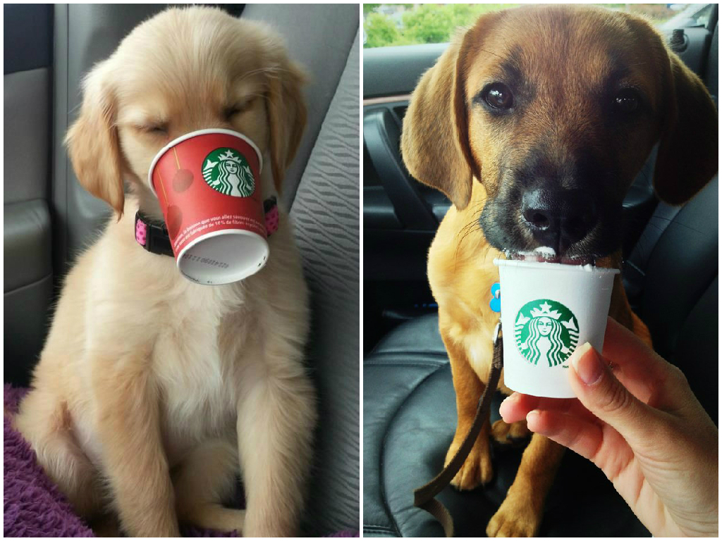 Puppuccino from Starbucks...The Puppuccino is a small cup filled with whipped cream for your canine companion. If you're taking Scooby for a walk and want to pop in to Starbucks for a Caramel Frappuccino, you don't have to painfully look into your dog's sad little eyes as he watches you drink away. Take a seat outside and enjoy Starbucks with Fido