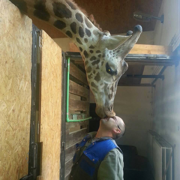 man kissing giraffe