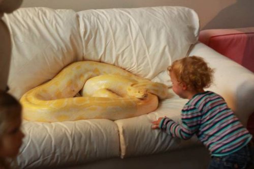 snake on a couch near a child