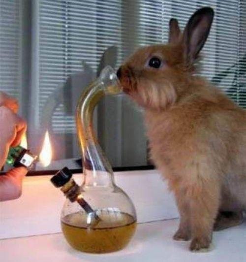 rabbit bong