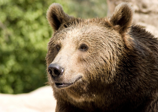 In nine different states, it is totally legal to keep a brown bear for a pet.