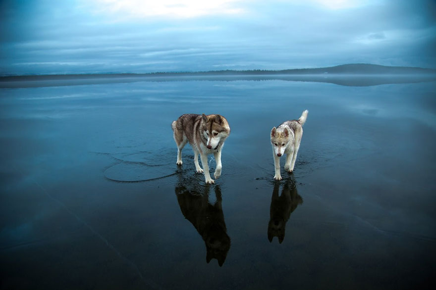 See Magical Photos Of Siberian Huskies Playing On...
