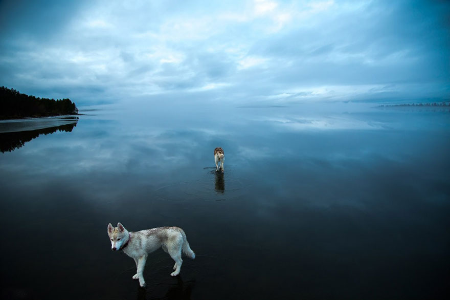 See Magical Photos Of Siberian Huskies Playing On...