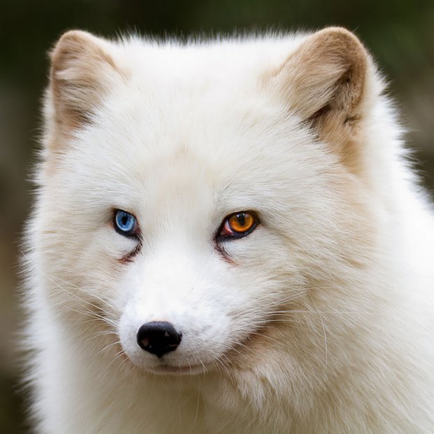 arctic fox eyes