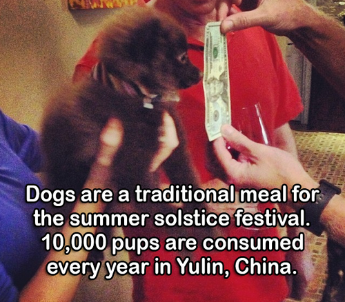 weird facts about china - Dogs are a traditional meal for the summer solstice festival. 10,000 pups are consumed every year in Yulin, China.