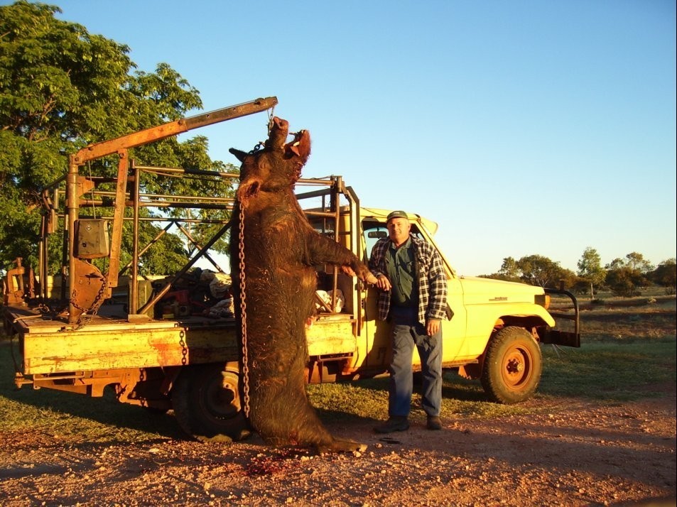 An Australian farmer knew there was a large predator on the loose when, one by one, his dogs were disappearing. This razorback weighed over 1100 pounds and was brought down by an H&H .375 Magnum