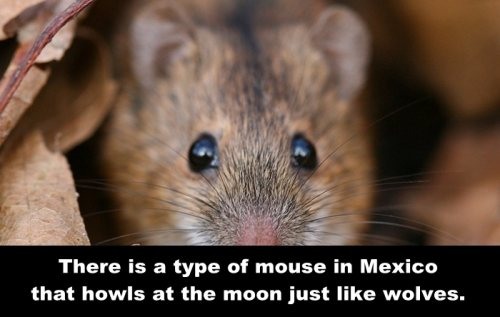 mind blowing facts about animals - There is a type of mouse in Mexico that howls at the moon just wolves.