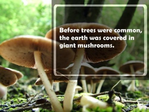 giant mushrooms - Before trees were common, the earth was covered in giant mushrooms.