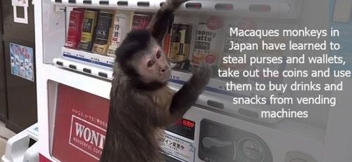 japanese monkey vending machine - Macaques monkeys in Japan have learned to steal purses and wallets, take out the coins and use them to buy drinks and snacks from vending machines
