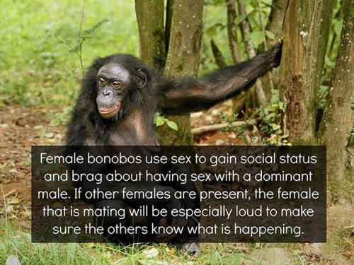 link between man and ape - Female bonobos use sex to gain social status and brag about having sex with a dominant male. If other females are present, the female that is mating will be especially loud to make sure the others know what is happening.