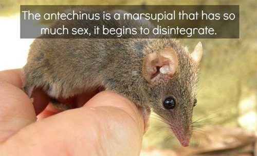 antechinus stuartii - The antechinus is a marsupial that has so much sex, it begins to disintegrate.