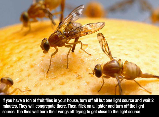 mexican fruit fly - If you have a ton of fruit flies in your house, turn off all but one light source and wait 2 minutes. They will congregate there. Then, flick on a lighter and turn off the light source. The flies will burn their wings off trying to get
