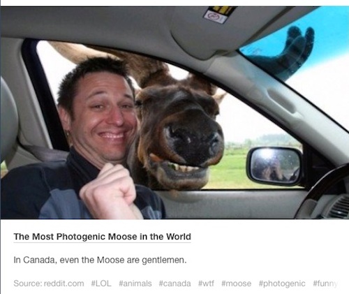 tumblr - funny canada - The Most Photogenic Moose in the World In Canada, even the Moose are gentlemen. Source reddit.com
