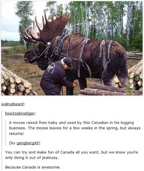 tumblr - alaskan moose size - walrusbeard howtoskinatiger A moose raised from baby and used by this Canadian in his logging business. The moose leaves for a few weeks in the spring, but always returns! by gengberg49 You can try and make fun of Canada all 