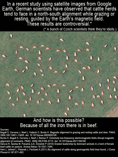 grass - In a recent study using satellite images from Google Earth, German scientists have observed that cattle herds tend to face in a northsouth alignment while grazing or resting, guided by the Earth's magnetic field. These results are controversial. A