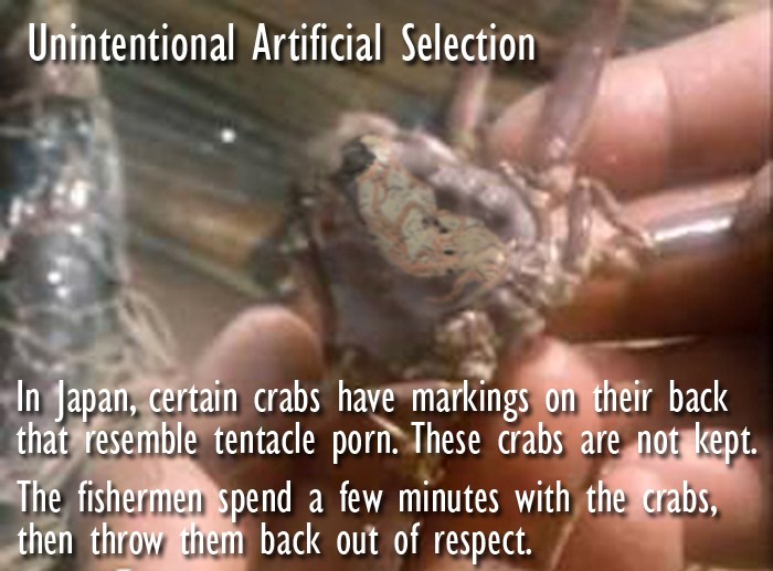 nail - Unintentional Artificial Selection In Japan, certain crabs have markings on their back that resemble tentacle porn. These crabs are not kept. The fishermen spend a few minutes with the crabs, then throw them back out of respect.