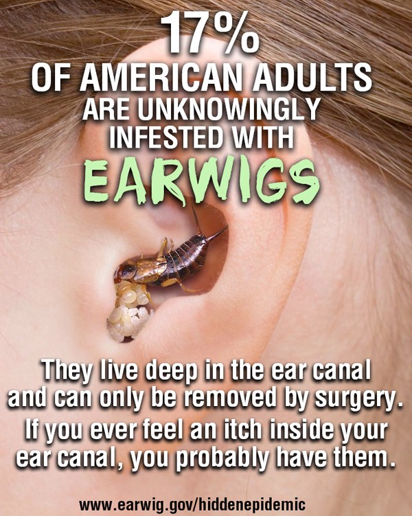 ear - 17% Of American Adults Are Unknowingly Infested With Earwigs They live deep in the ear canal and can only be removed by surgery. If you ever feel an itch inside your ear canal, you probably have them.