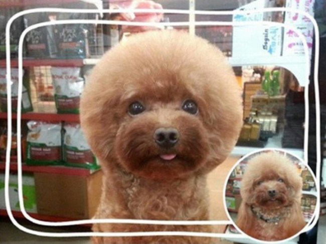 dogs with round heads