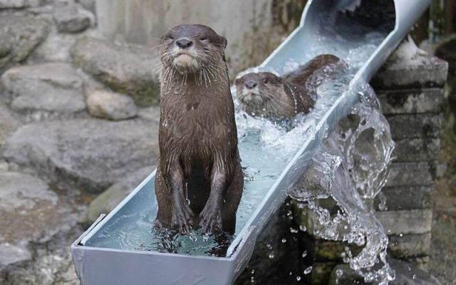 hello from the otter slide