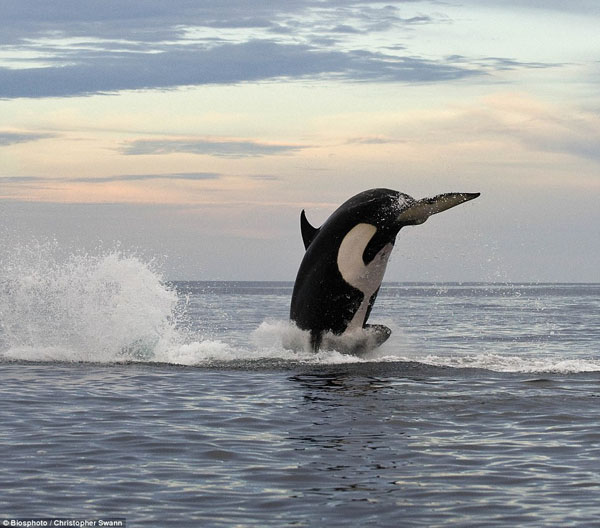 8 Ton Orca Killer Whale Jumps 15 Feet In The Air...