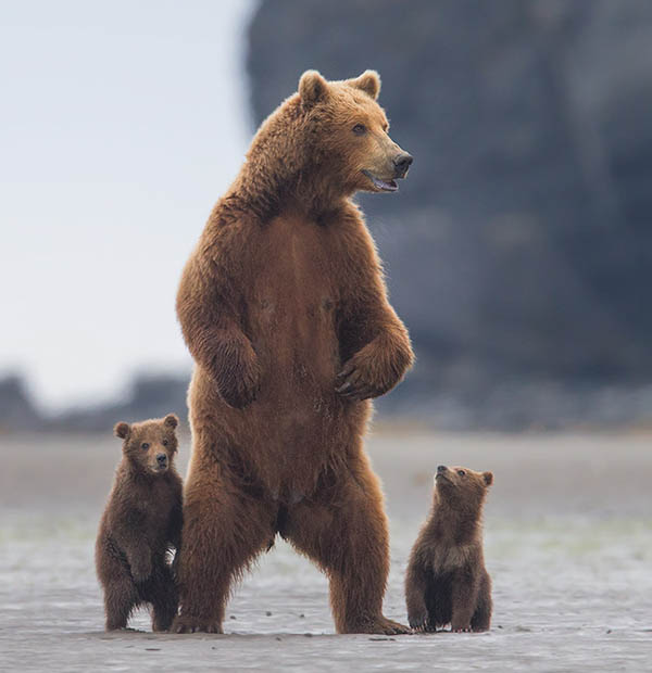 mama bear standing