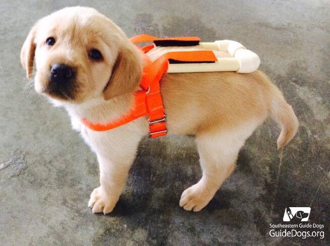 Guide Dog pup in his early training gear...little hero