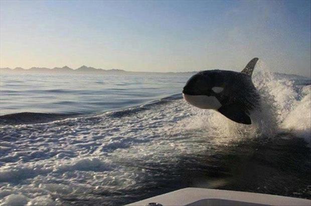 orca playing in wake of boat