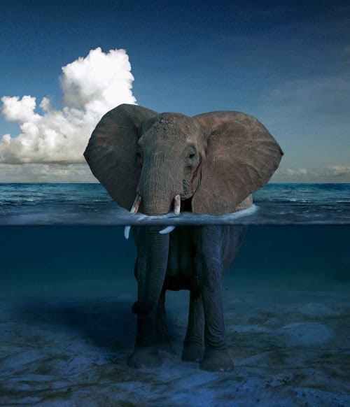 elephant water