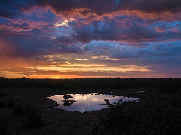 black rhino at sunset