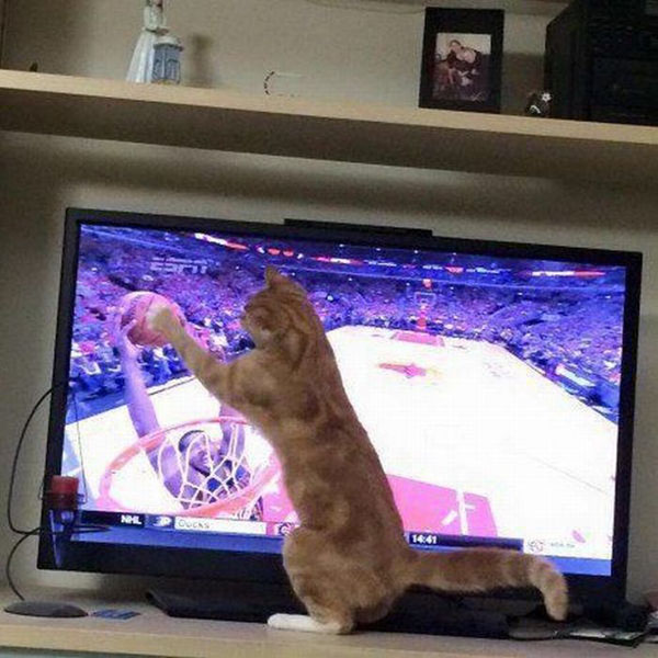 basketball cat meme