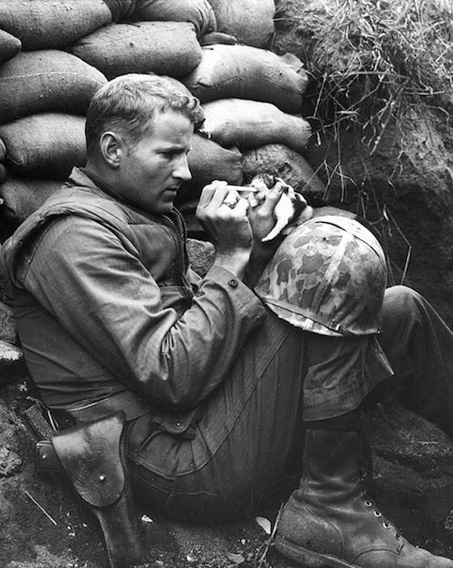 soldier feeding kitten