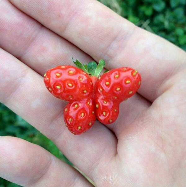 interesting pic strawberry butterfly