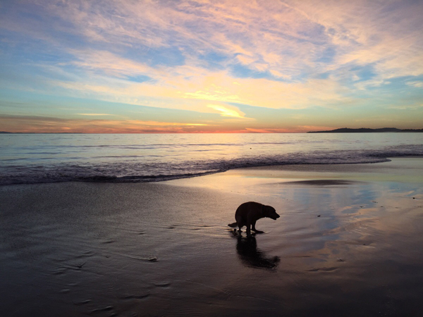 interesting pic dog shitting on beach