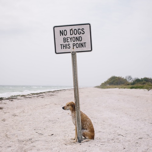 interesting pic no dogs beyond this point - No Dogs Beyond This Point