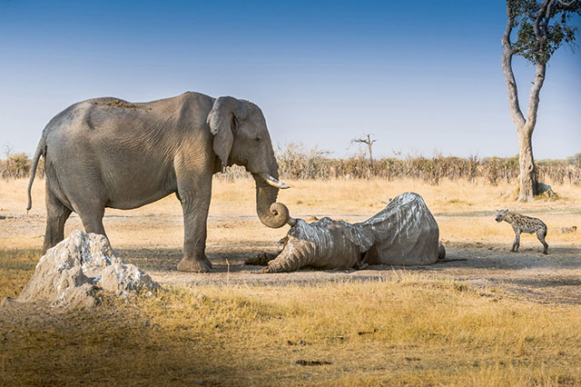 “We came across an elephant whose corpse was overcome by vultures and jackals. Another elephant approached. She chased away the predators and very slowly and with much empathy wrapped her trunk around the deceased elephant’s tusk. She stayed several hours guarding her.”