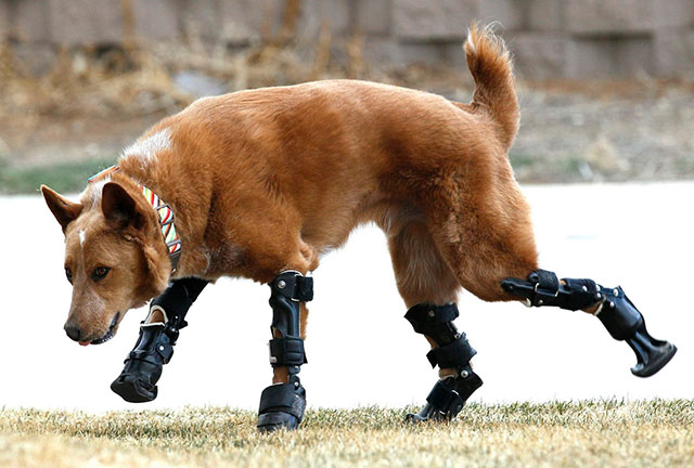 Dog found frozen to ground gets new legs